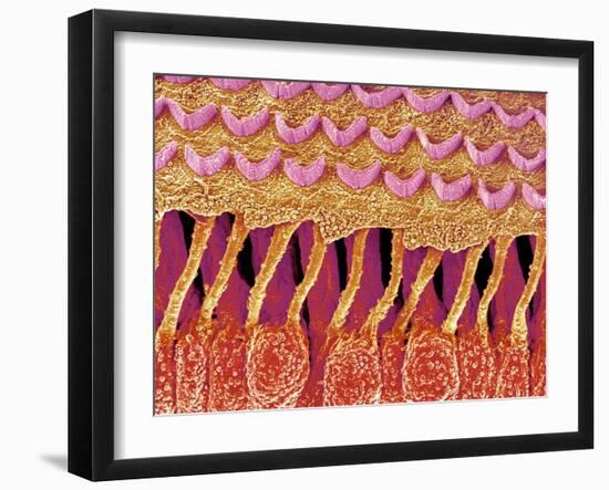 Sensory hair of inner ear (rat)-Micro Discovery-Framed Premium Photographic Print