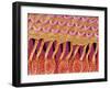 Sensory hair of inner ear (rat)-Micro Discovery-Framed Premium Photographic Print