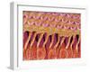 Sensory hair of inner ear (rat)-Micro Discovery-Framed Premium Photographic Print