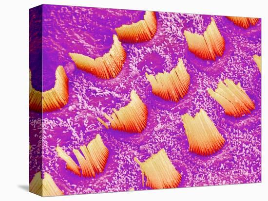 Sensory hair of inner ear (rat)-Micro Discovery-Stretched Canvas