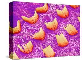 Sensory hair of inner ear (rat)-Micro Discovery-Stretched Canvas