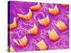 Sensory hair of inner ear (rat)-Micro Discovery-Stretched Canvas