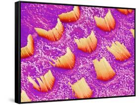 Sensory hair of inner ear (rat)-Micro Discovery-Framed Stretched Canvas