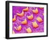 Sensory hair of inner ear (rat)-Micro Discovery-Framed Premium Photographic Print