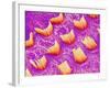 Sensory hair of inner ear (rat)-Micro Discovery-Framed Photographic Print