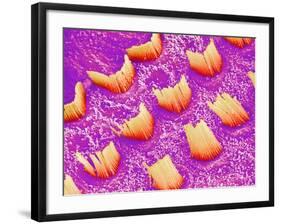 Sensory hair of inner ear (rat)-Micro Discovery-Framed Photographic Print