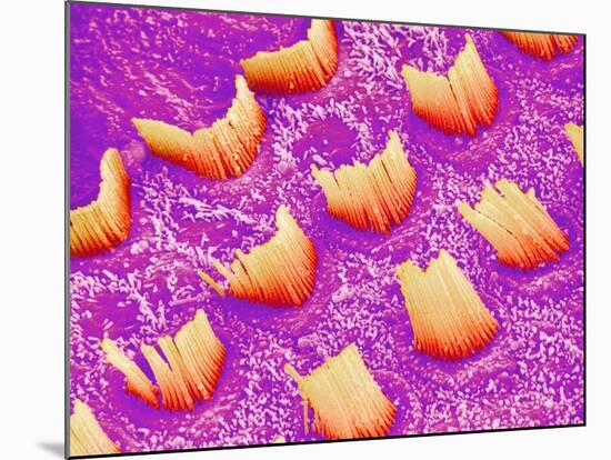 Sensory hair of inner ear (rat)-Micro Discovery-Mounted Photographic Print