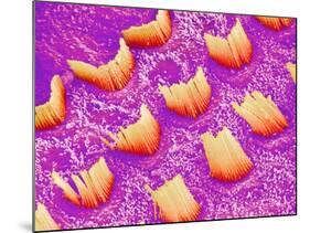 Sensory hair of inner ear (rat)-Micro Discovery-Mounted Photographic Print