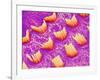 Sensory hair of inner ear (rat)-Micro Discovery-Framed Photographic Print