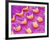 Sensory hair of inner ear (rat)-Micro Discovery-Framed Photographic Print