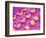 Sensory hair of inner ear (rat)-Micro Discovery-Framed Photographic Print