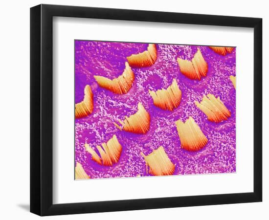 Sensory hair of inner ear (rat)-Micro Discovery-Framed Photographic Print