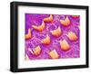 Sensory hair of inner ear (rat)-Micro Discovery-Framed Photographic Print