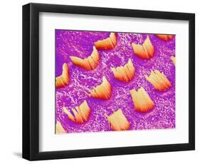 Sensory hair of inner ear (rat)-Micro Discovery-Framed Photographic Print