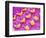 Sensory hair of inner ear (rat)-Micro Discovery-Framed Photographic Print