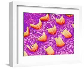 Sensory hair of inner ear (rat)-Micro Discovery-Framed Photographic Print