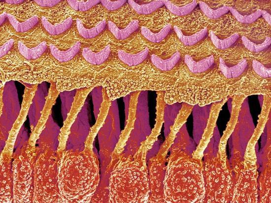 'Sensory hair of inner ear (rat)' Photographic Print - Micro Discovery ...