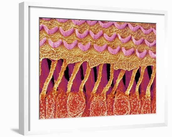 Sensory hair of inner ear (rat)-Micro Discovery-Framed Photographic Print