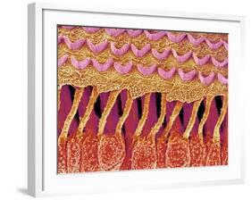 Sensory hair of inner ear (rat)-Micro Discovery-Framed Photographic Print