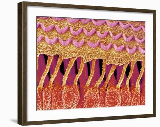 Sensory hair of inner ear (rat)-Micro Discovery-Framed Photographic Print