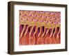 Sensory hair of inner ear (rat)-Micro Discovery-Framed Photographic Print