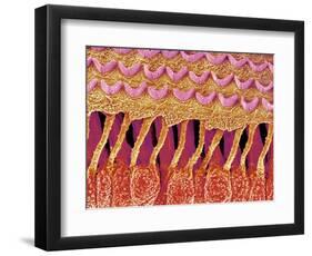 Sensory hair of inner ear (rat)-Micro Discovery-Framed Photographic Print