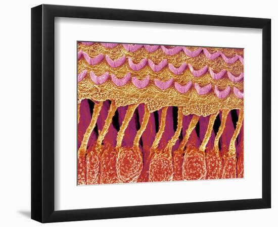 Sensory hair of inner ear (rat)-Micro Discovery-Framed Photographic Print