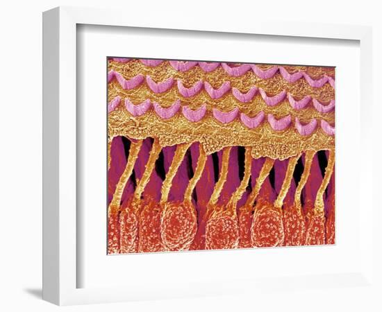 Sensory hair of inner ear (rat)-Micro Discovery-Framed Photographic Print