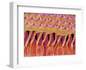 Sensory hair of inner ear (rat)-Micro Discovery-Framed Photographic Print