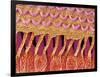 Sensory hair of inner ear (rat)-Micro Discovery-Framed Photographic Print