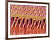 Sensory hair of inner ear (rat)-Micro Discovery-Framed Photographic Print