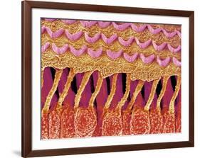 Sensory hair of inner ear (rat)-Micro Discovery-Framed Photographic Print