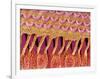 Sensory hair of inner ear (rat)-Micro Discovery-Framed Photographic Print