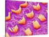 Sensory hair of inner ear (rat)-Micro Discovery-Stretched Canvas