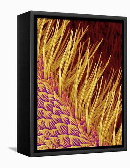 Sensory Hairs on a Moth Antenna-Micro Discovery-Framed Stretched Canvas