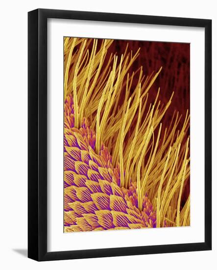 Sensory Hairs on a Moth Antenna-Micro Discovery-Framed Photographic Print