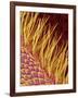 Sensory Hairs on a Moth Antenna-Micro Discovery-Framed Photographic Print