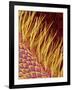 Sensory Hairs on a Moth Antenna-Micro Discovery-Framed Photographic Print