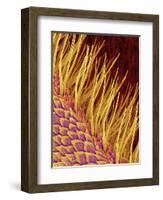 Sensory Hairs on a Moth Antenna-Micro Discovery-Framed Photographic Print