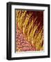 Sensory Hairs on a Moth Antenna-Micro Discovery-Framed Photographic Print