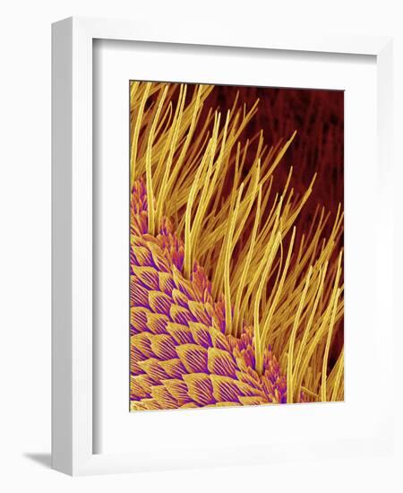 Sensory Hairs on a Moth Antenna-Micro Discovery-Framed Photographic Print