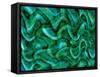 Sensory Perception Green-Ruth Palmer-Framed Stretched Canvas