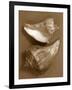 Sensual Shells I-Renee W. Stramel-Framed Art Print