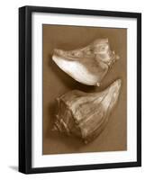 Sensual Shells I-Renee W. Stramel-Framed Art Print