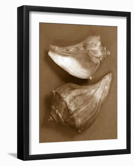 Sensual Shells I-Renee W. Stramel-Framed Art Print