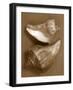 Sensual Shells I-Renee W. Stramel-Framed Art Print