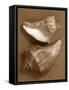 Sensual Shells I-Renee W. Stramel-Framed Stretched Canvas