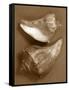 Sensual Shells I-Renee W. Stramel-Framed Stretched Canvas