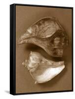 Sensual Shells II-Renee W. Stramel-Framed Stretched Canvas