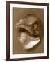 Sensual Shells II-Renee W. Stramel-Framed Art Print